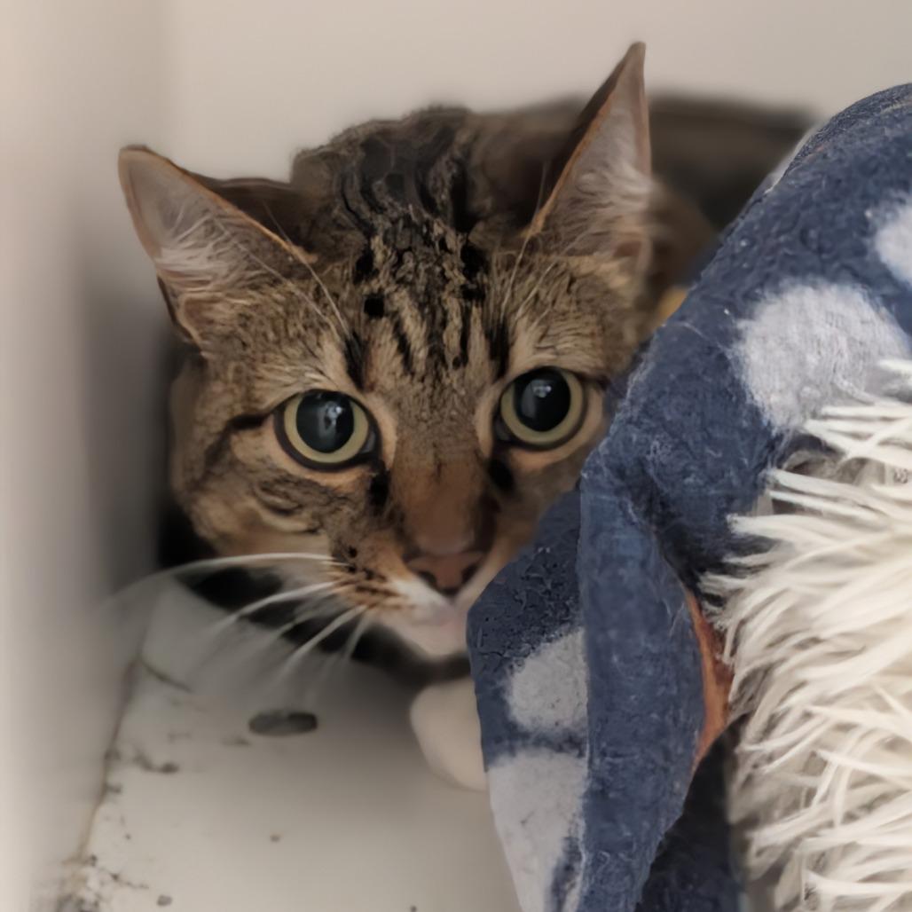 Enlarge Bella May, a Adoptable Domestic Short Hair in Jasper, IN image 3/3
