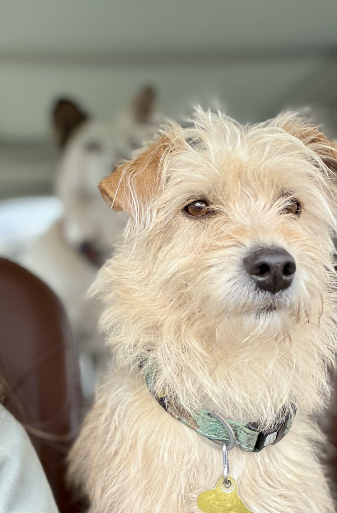 Enlarge Vindaloo, a Adoptable Terrier in Salt Lake City, UT image 1/3