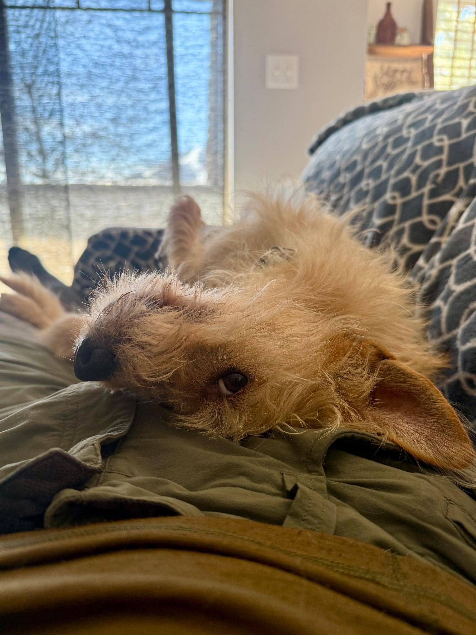 Enlarge Vindaloo, a Adoptable Terrier in Salt Lake City, UT image 2/3