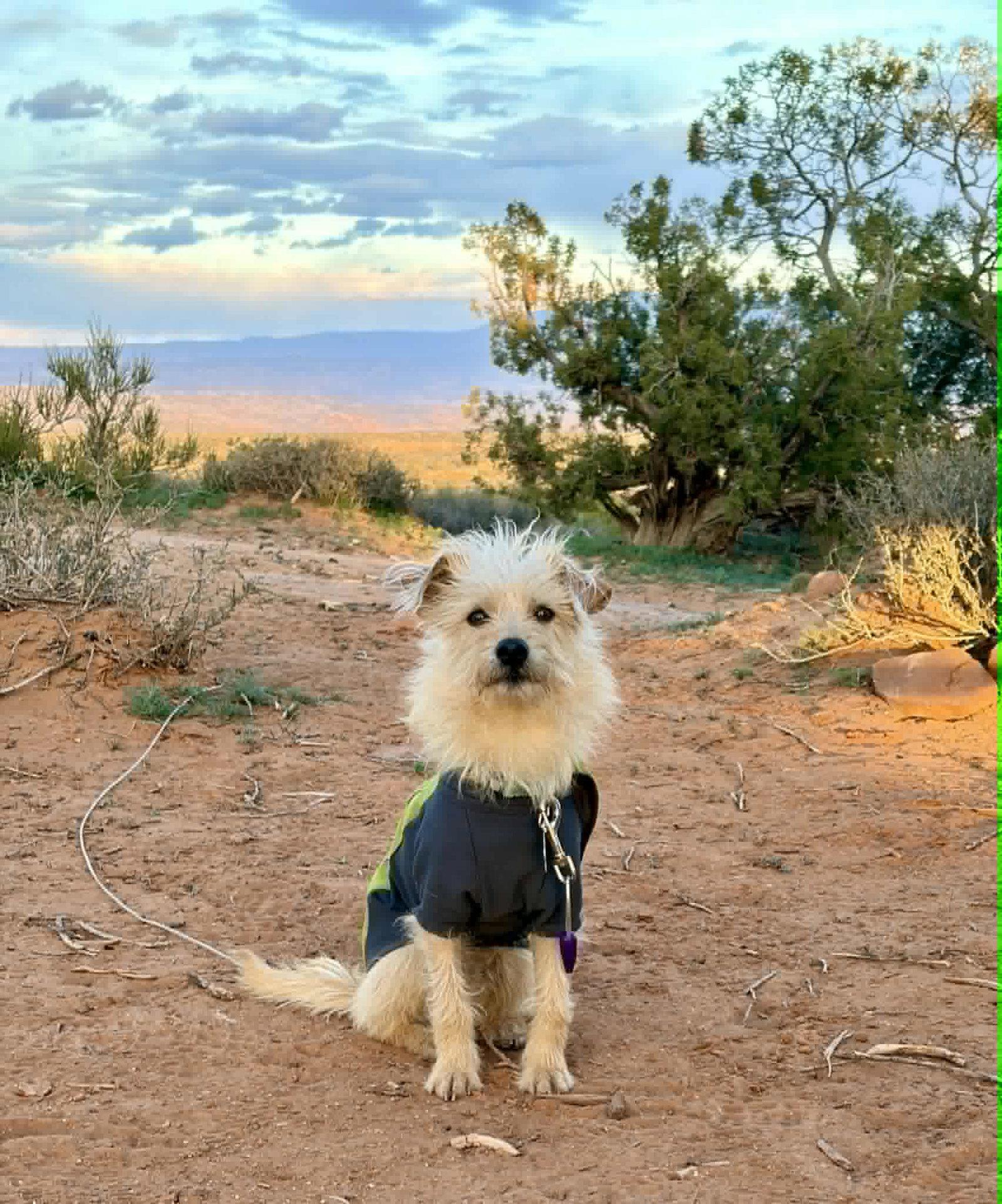 Enlarge Vindaloo, a Adoptable Terrier in Salt Lake City, UT image 3/3