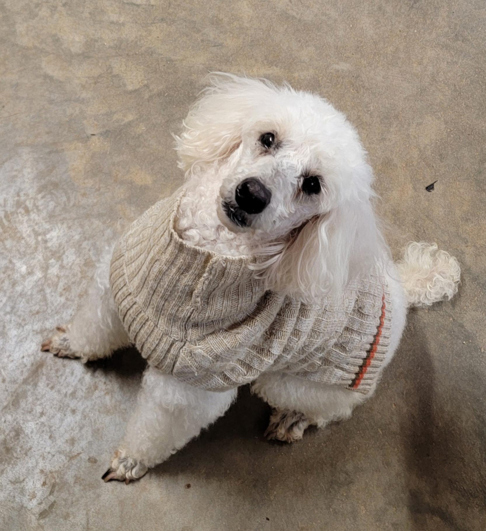 Amy, Adoptable, Adult Female Poodle.