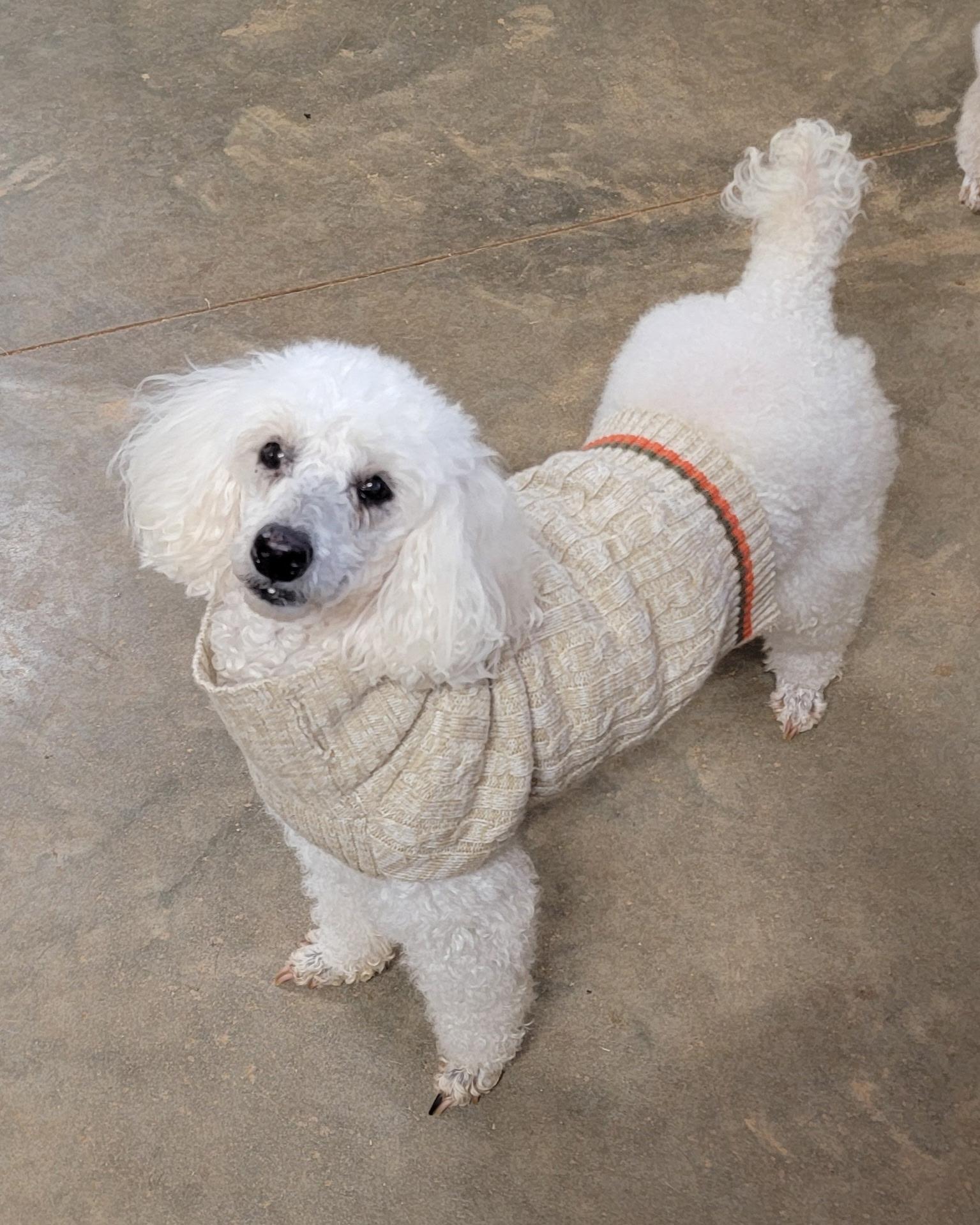 Amy, a Adoptable Poodle in warrenville, SC image 2/2