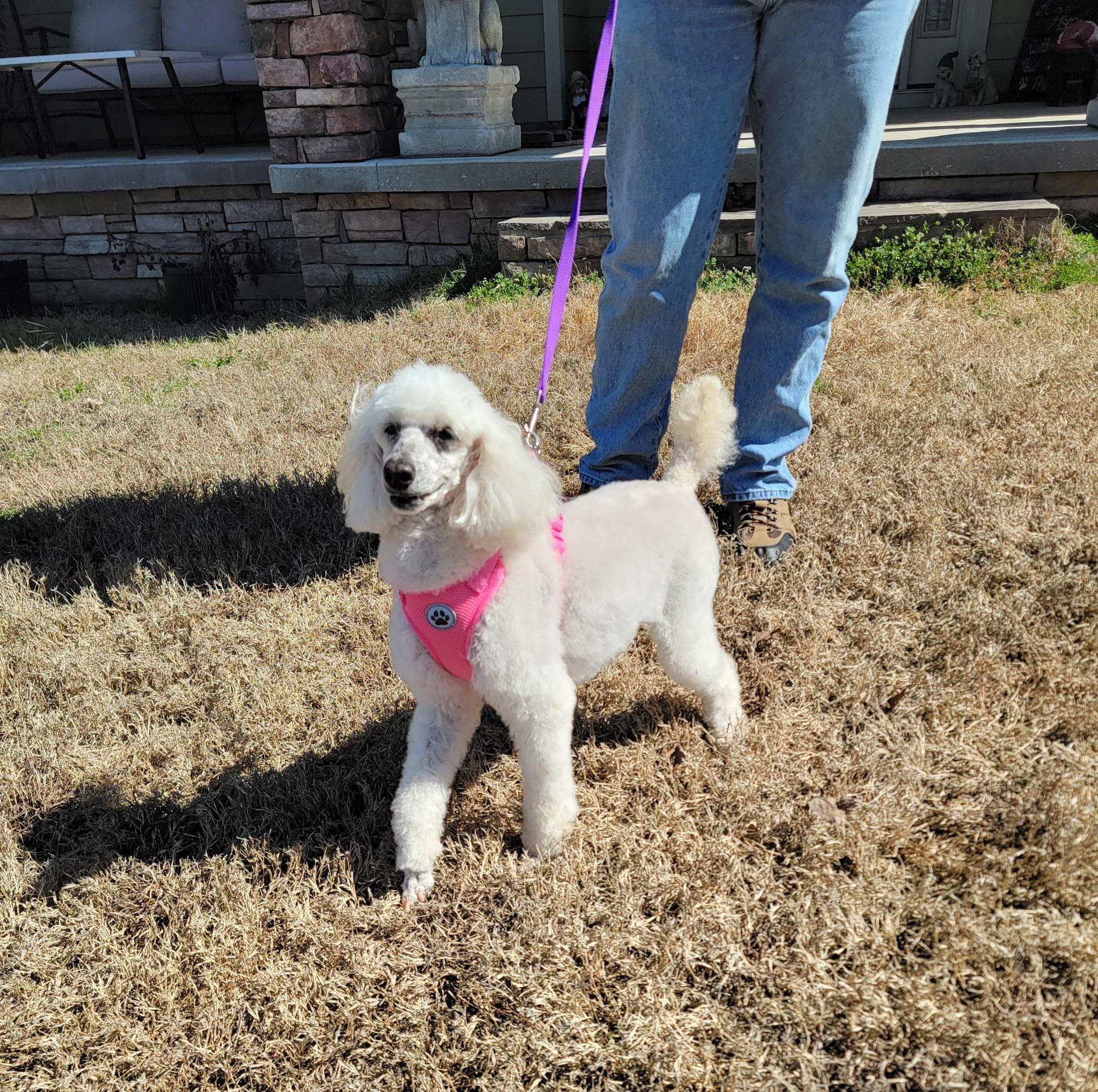 Amy, Adoptable, Adult Female Poodle.