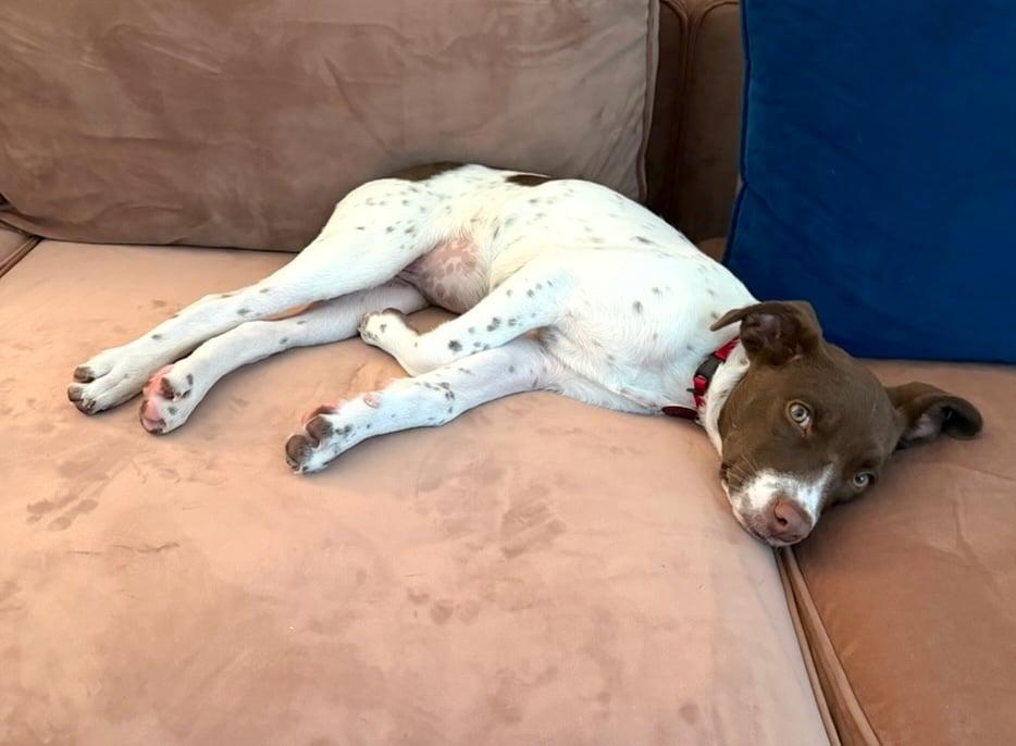 Enlarge Annie, a Adopted mixed breed in Darien, CT image 4/5