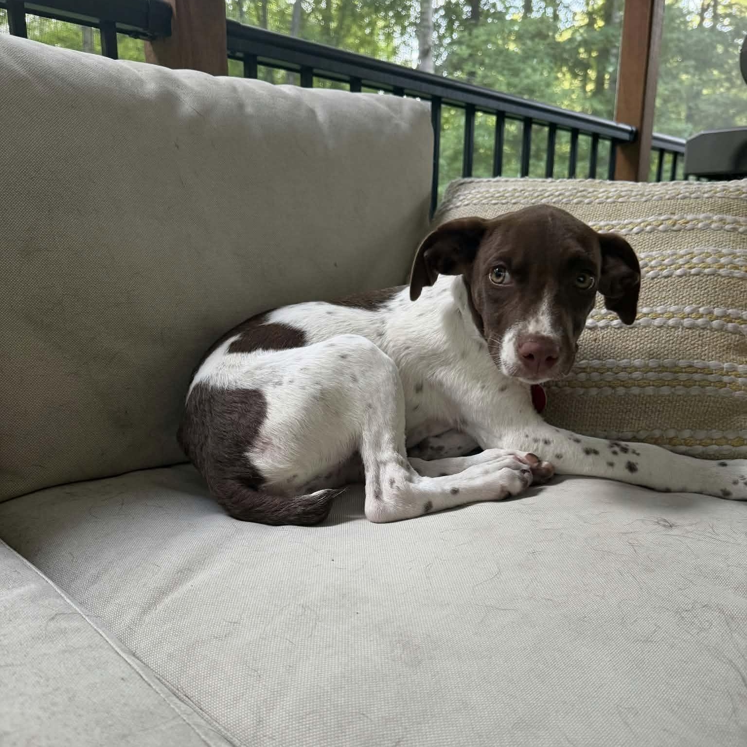 Enlarge Annie, a Adopted mixed breed in Darien, CT image 2/5