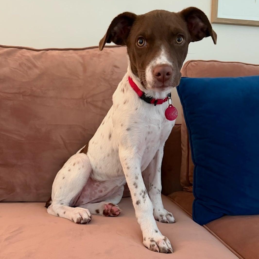 Enlarge Annie, a Adopted mixed breed in Darien, CT image 1/5
