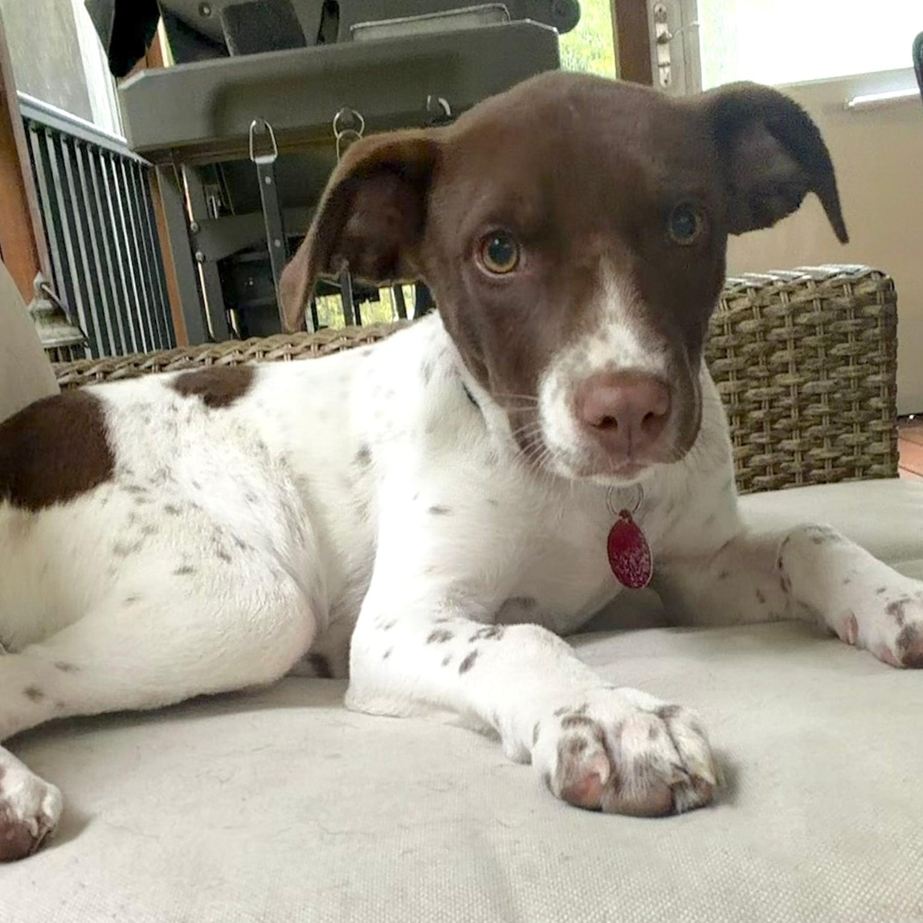 Enlarge Annie, a Adopted mixed breed in Darien, CT image 5/5