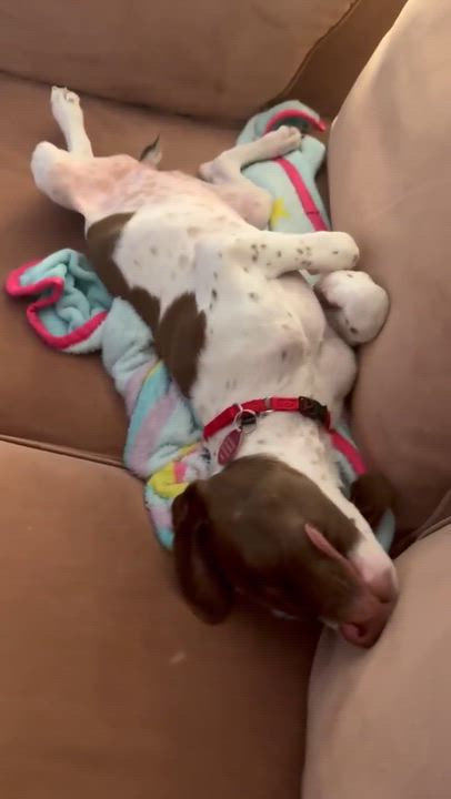 Enlarge Annie, a Adopted mixed breed in Darien, CT video 3/5