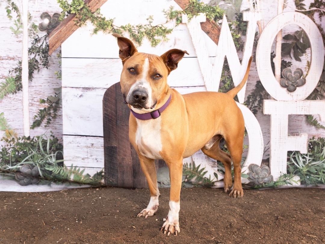 Enlarge *Binky, a Adoptable mixed breed in Justin, TX image 1/5