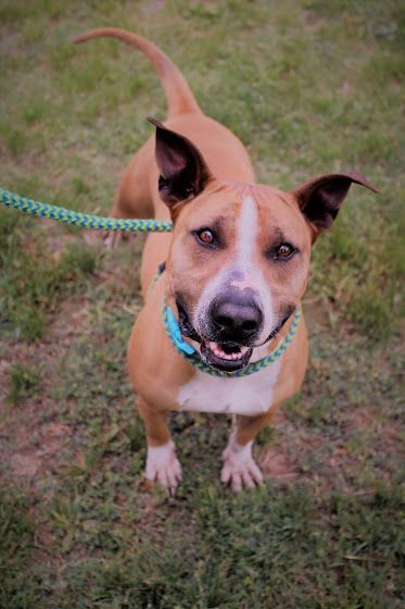Enlarge *Binky, a Adoptable mixed breed in Justin, TX image 2/5