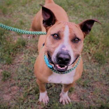 Enlarge *Binky, a Adoptable mixed breed in Justin, TX image 3/4