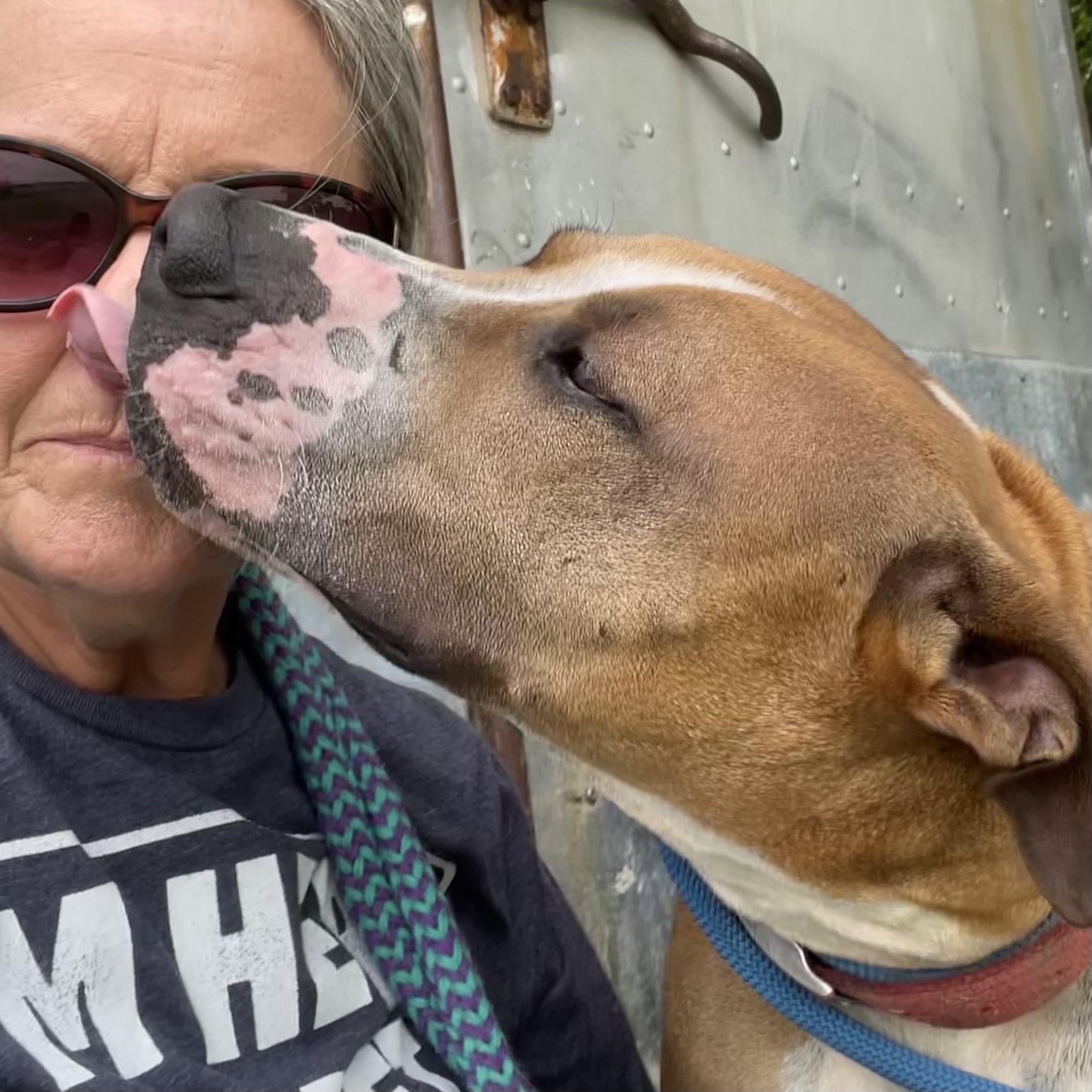 Enlarge *Binky, a Adoptable mixed breed in Justin, TX image 3/5