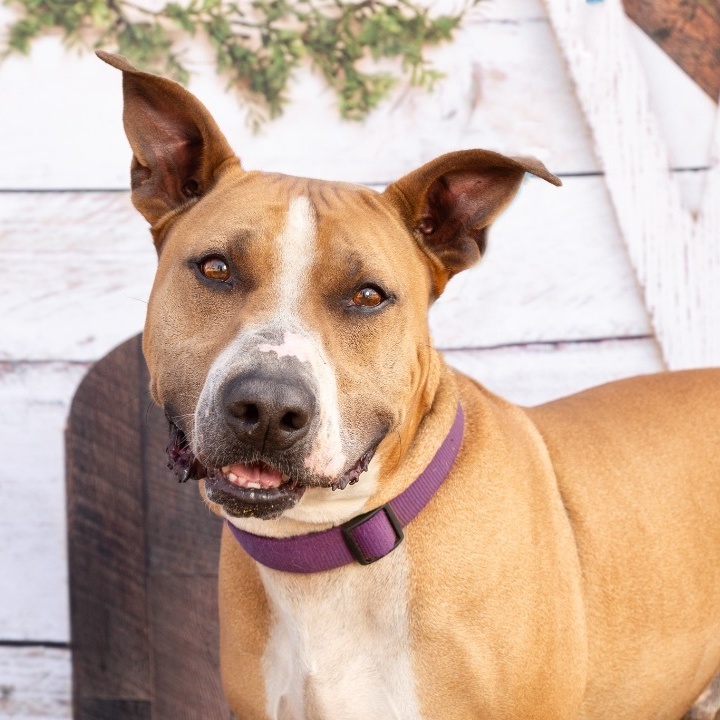 Enlarge *Binky, a Adoptable mixed breed in Justin, TX image 4/4