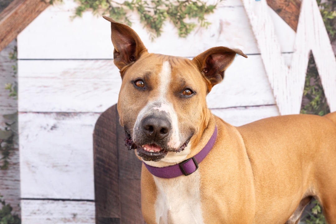 Enlarge *Binky, a Adoptable mixed breed in Justin, TX image 4/5