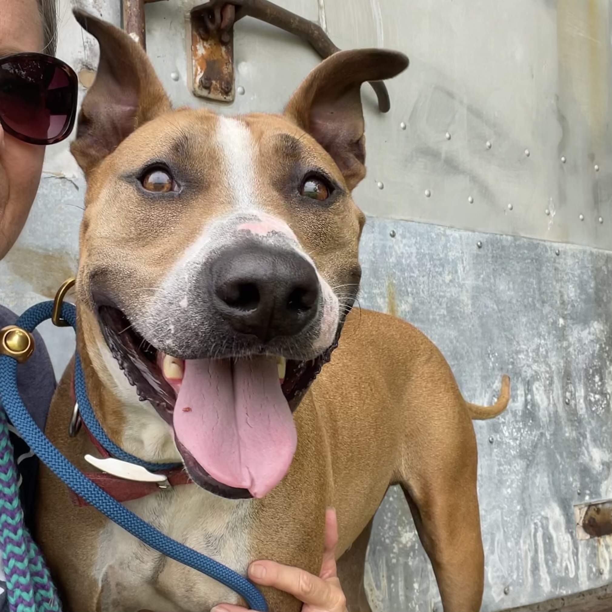 Enlarge *Binky, a Adoptable mixed breed in Justin, TX image 5/5