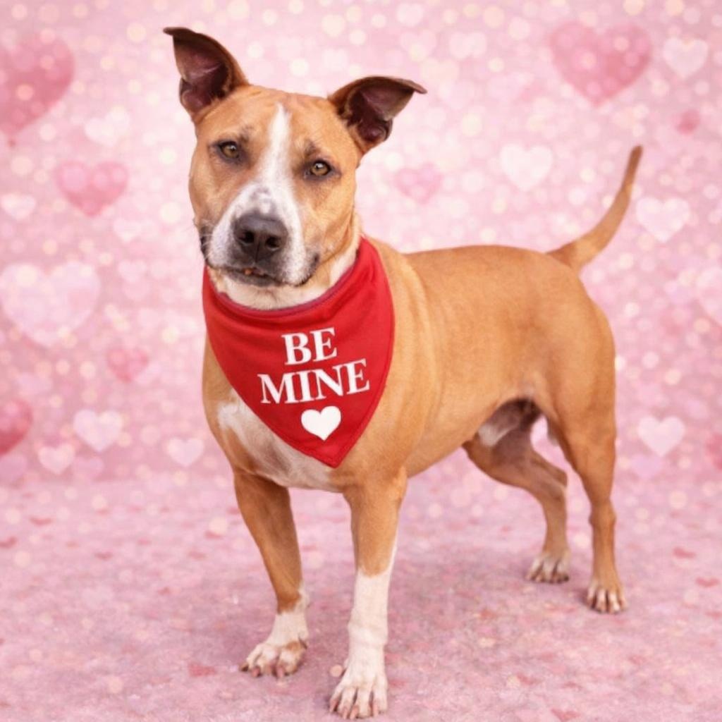 Enlarge *Binky, a Adoptable mixed breed in Justin, TX image 1/4