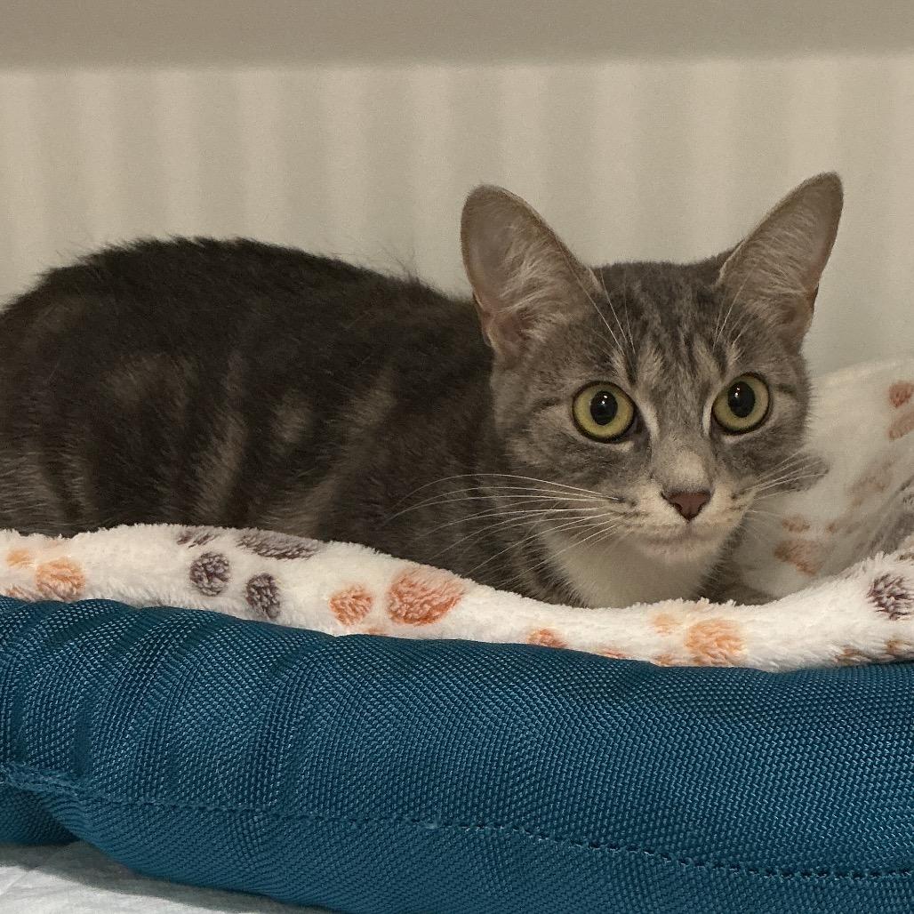 Enlarge Halie, a Adoptable Domestic Short Hair in Elizabeth City, NC image 1/1