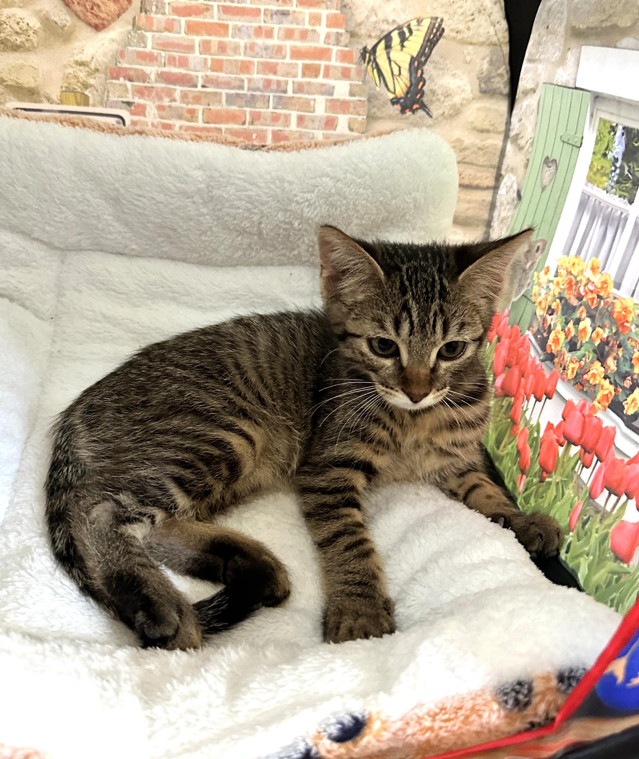 Sage - Curious, Brave and Ready for Adventure, ADOPTABLE, Kitten Female Tabby.