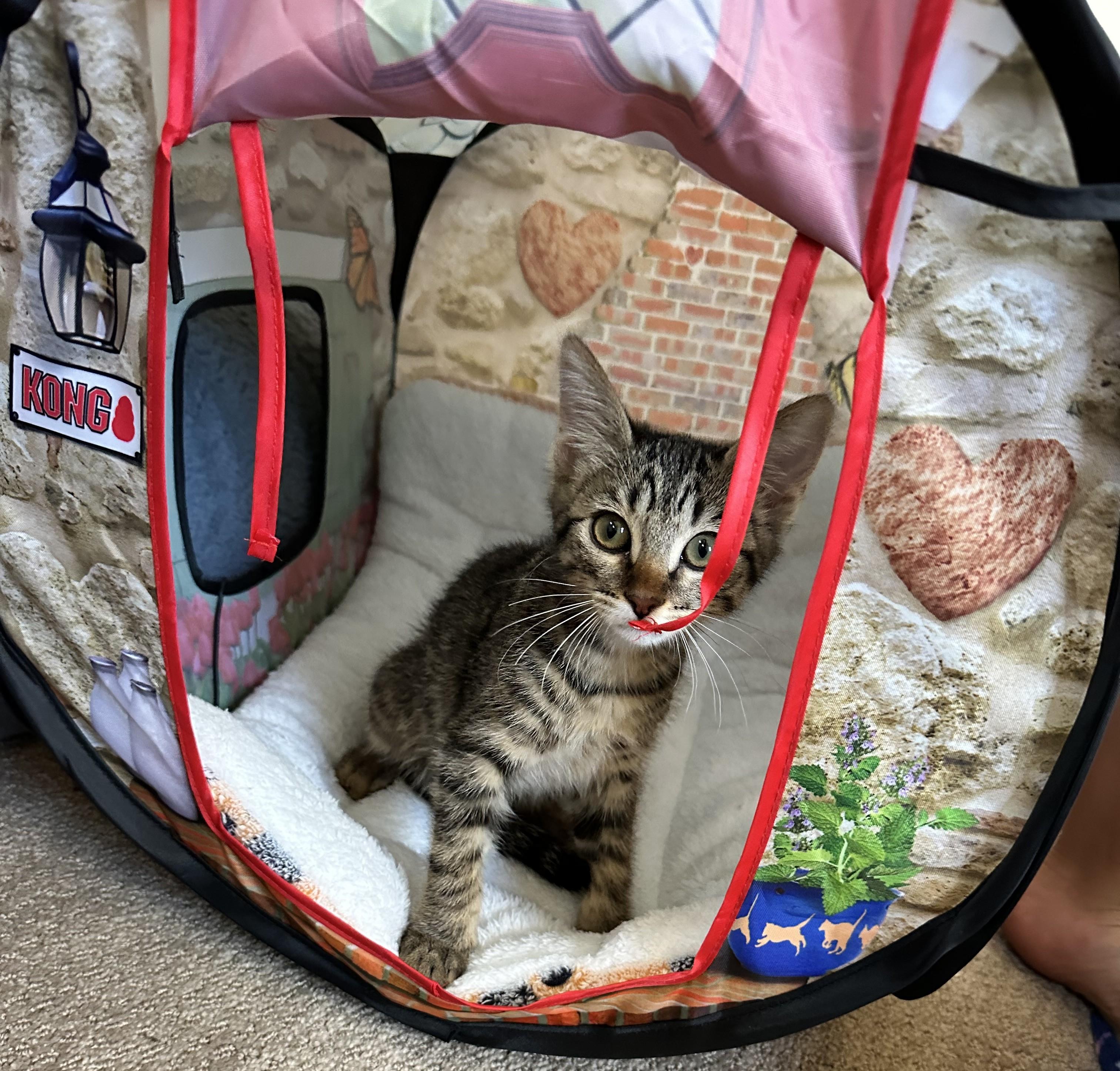 Sage - Curious, Brave and Ready for Adventure, a ADOPTABLE Tabby in Prescott, AZ image 3/3