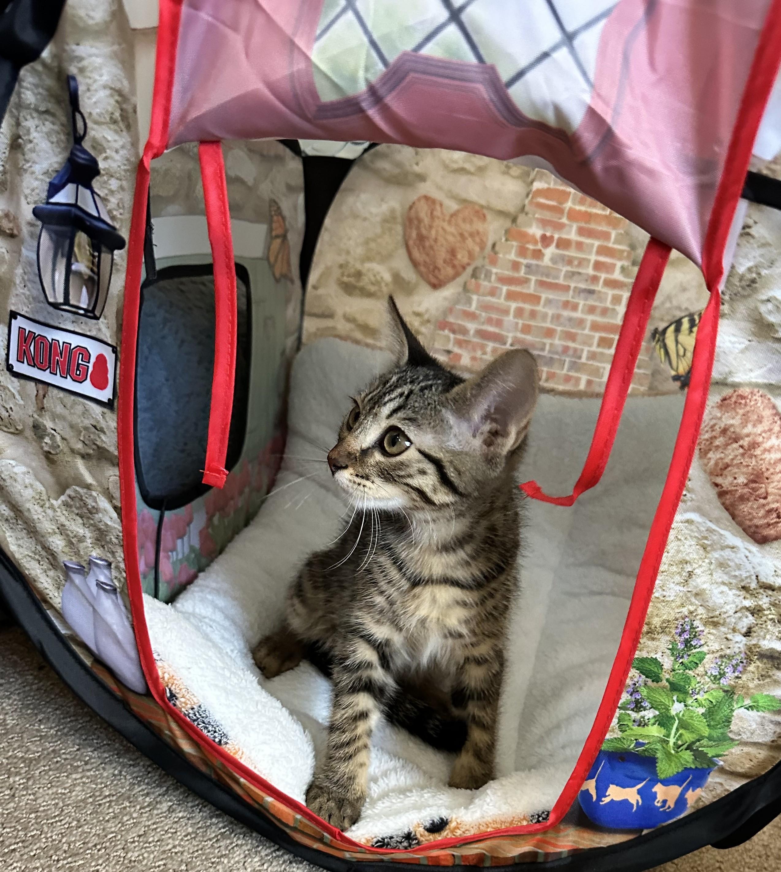 Sage - Curious, Brave and Ready for Adventure, a ADOPTABLE Tabby in Prescott, AZ image 2/3