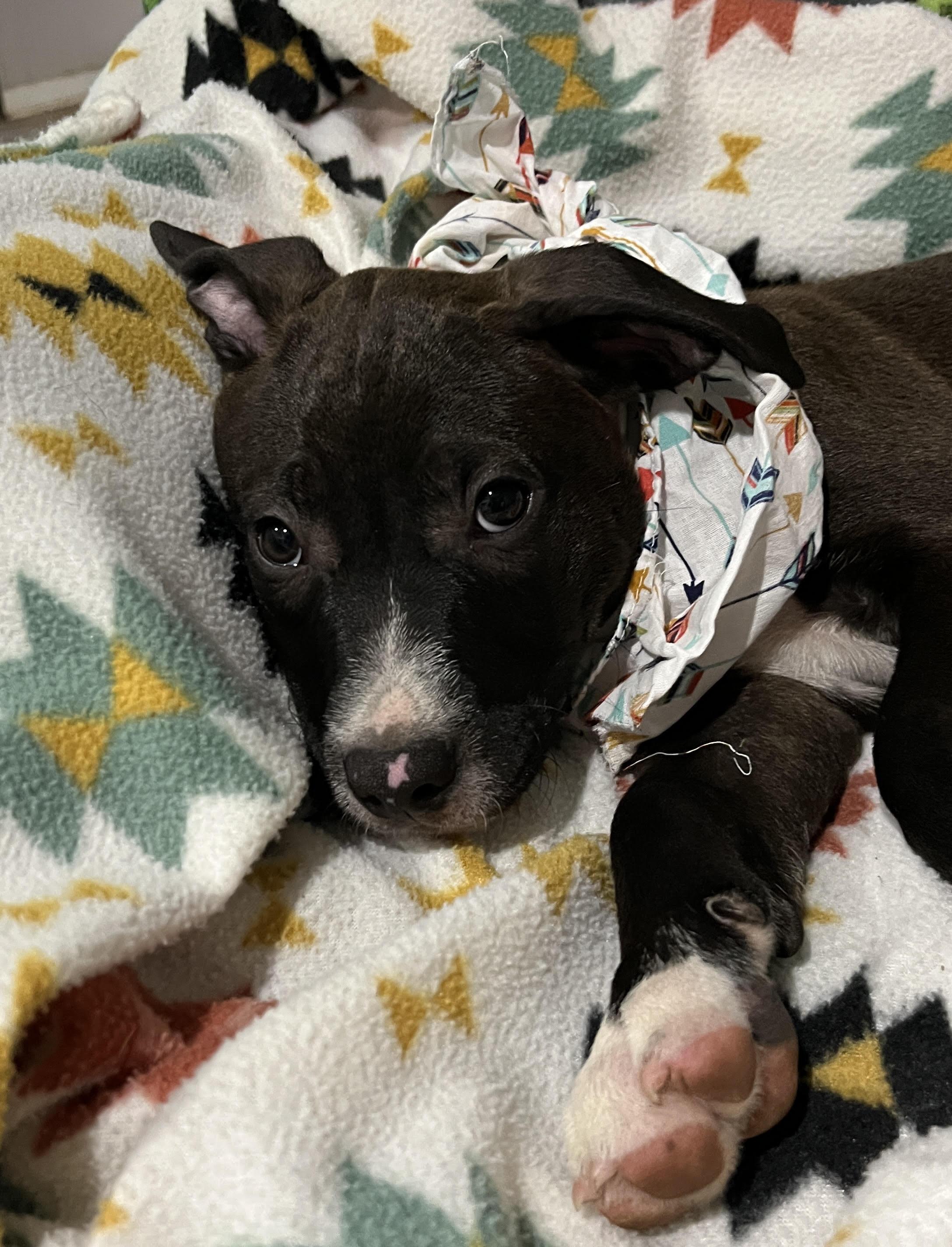 Franklin (IN TRIAL ADOPTION)