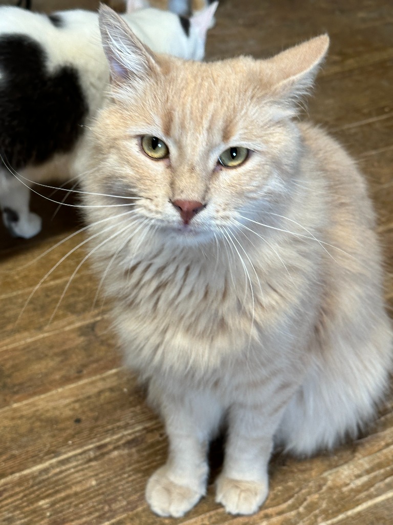 Enlarge Mason, a Adoptable mixed breed in Mira Loma, CA image 1/3