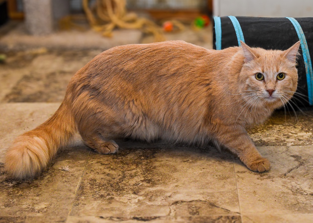 Enlarge Mason, a Adoptable mixed breed in Mira Loma, CA image 2/3