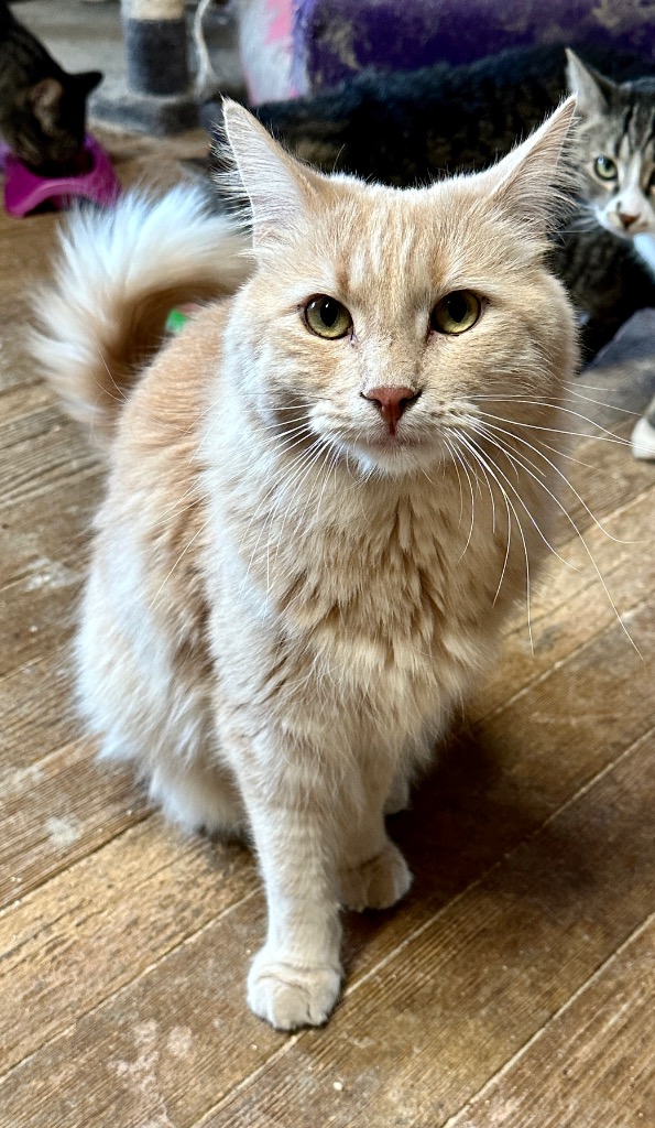 Enlarge Mason, a Adoptable mixed breed in Mira Loma, CA image 3/3