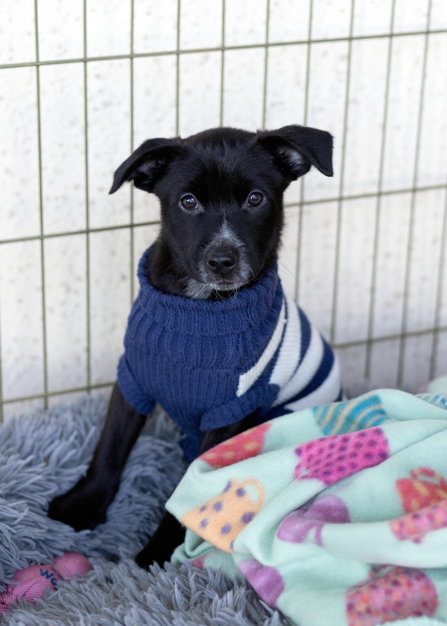 Sloppy Joe, Adopted, Young Male Miniature Poodle.