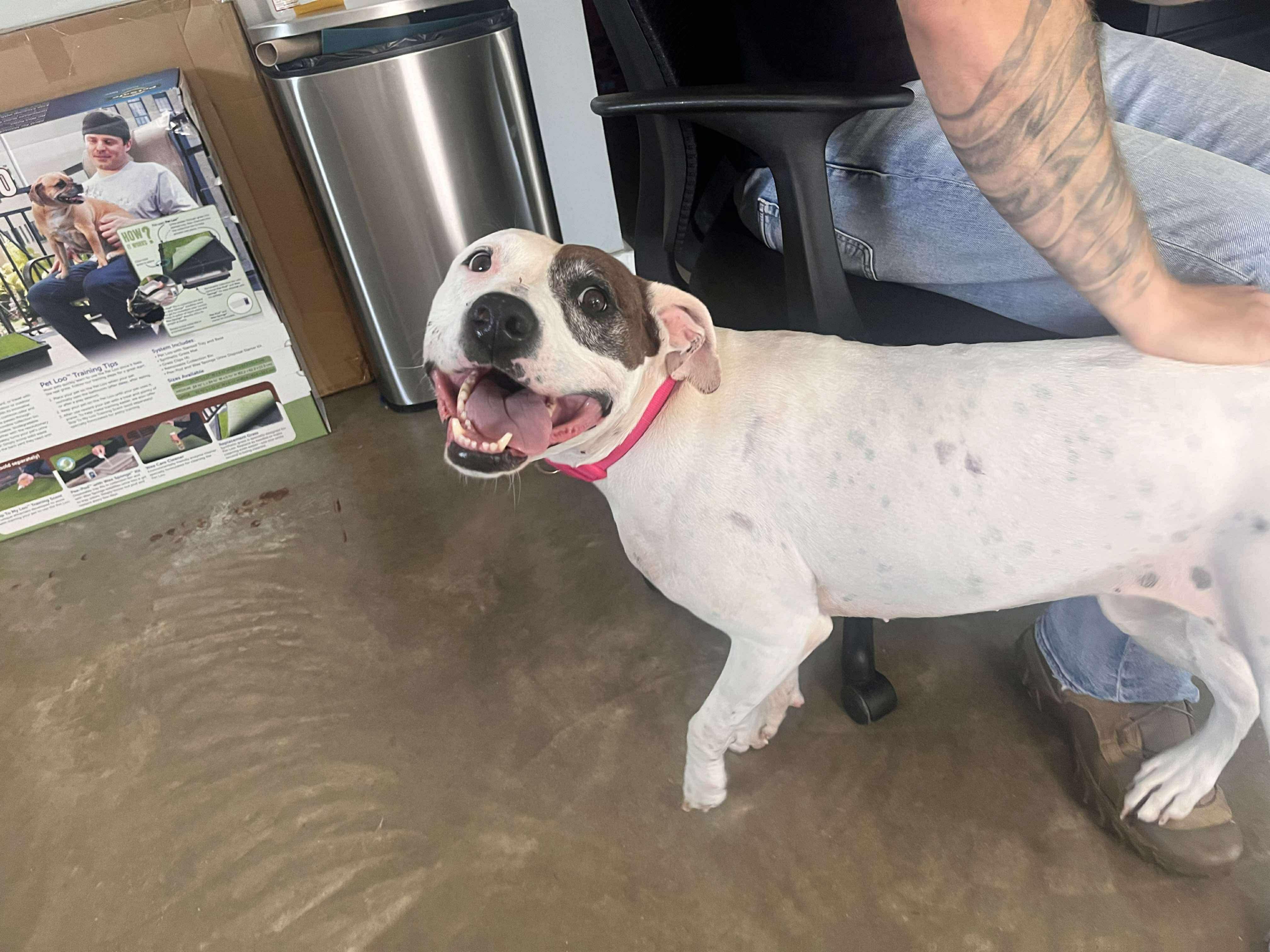 Journey, Young Female Pit Bull Terrier
