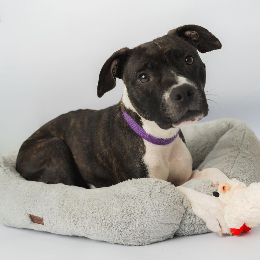 Spicket, a Adoptable Mixed Breed in Enfield, NH image 1/2
