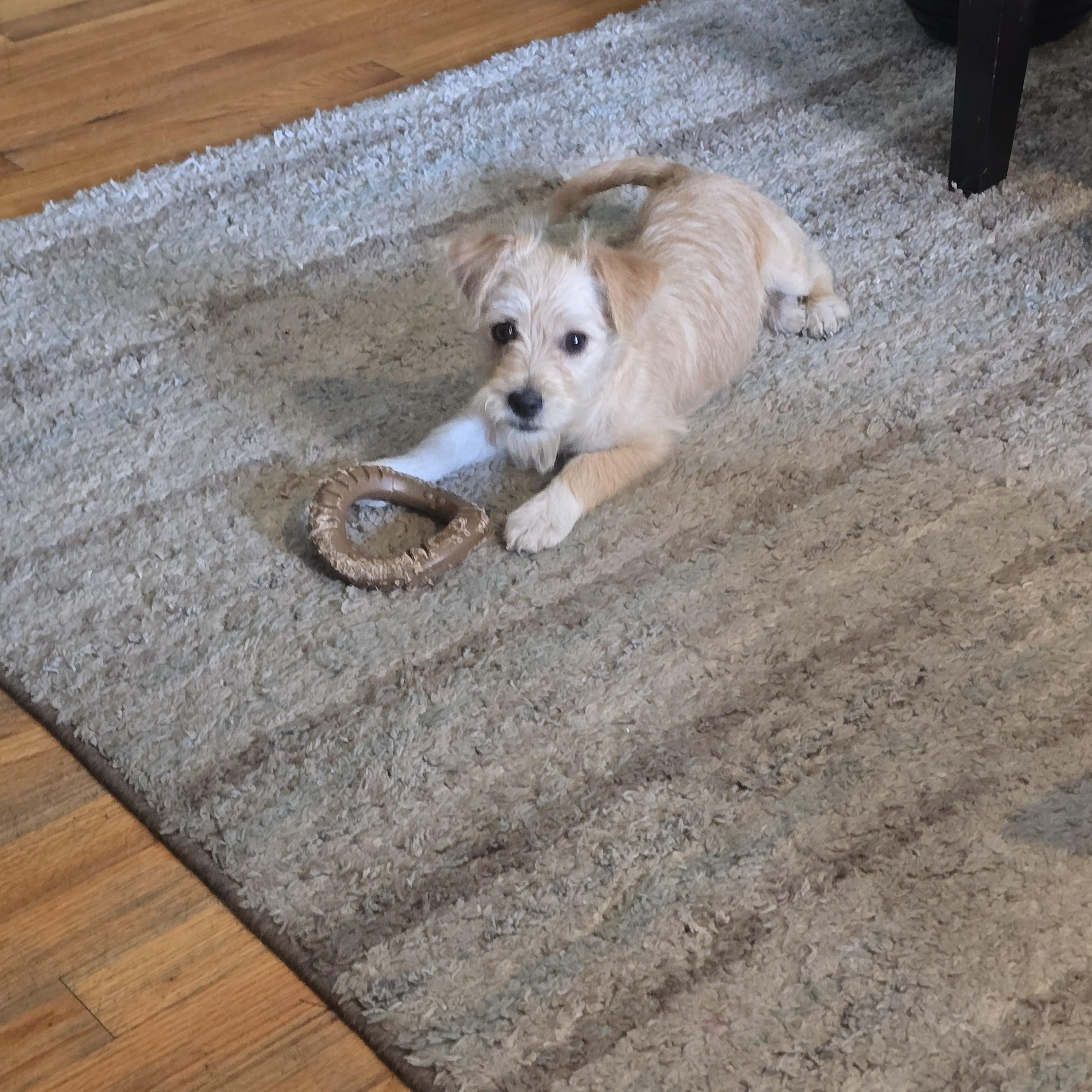 Enlarge Pebbles, a ADOPTABLE mixed breed in Stockton, CA image 6/6