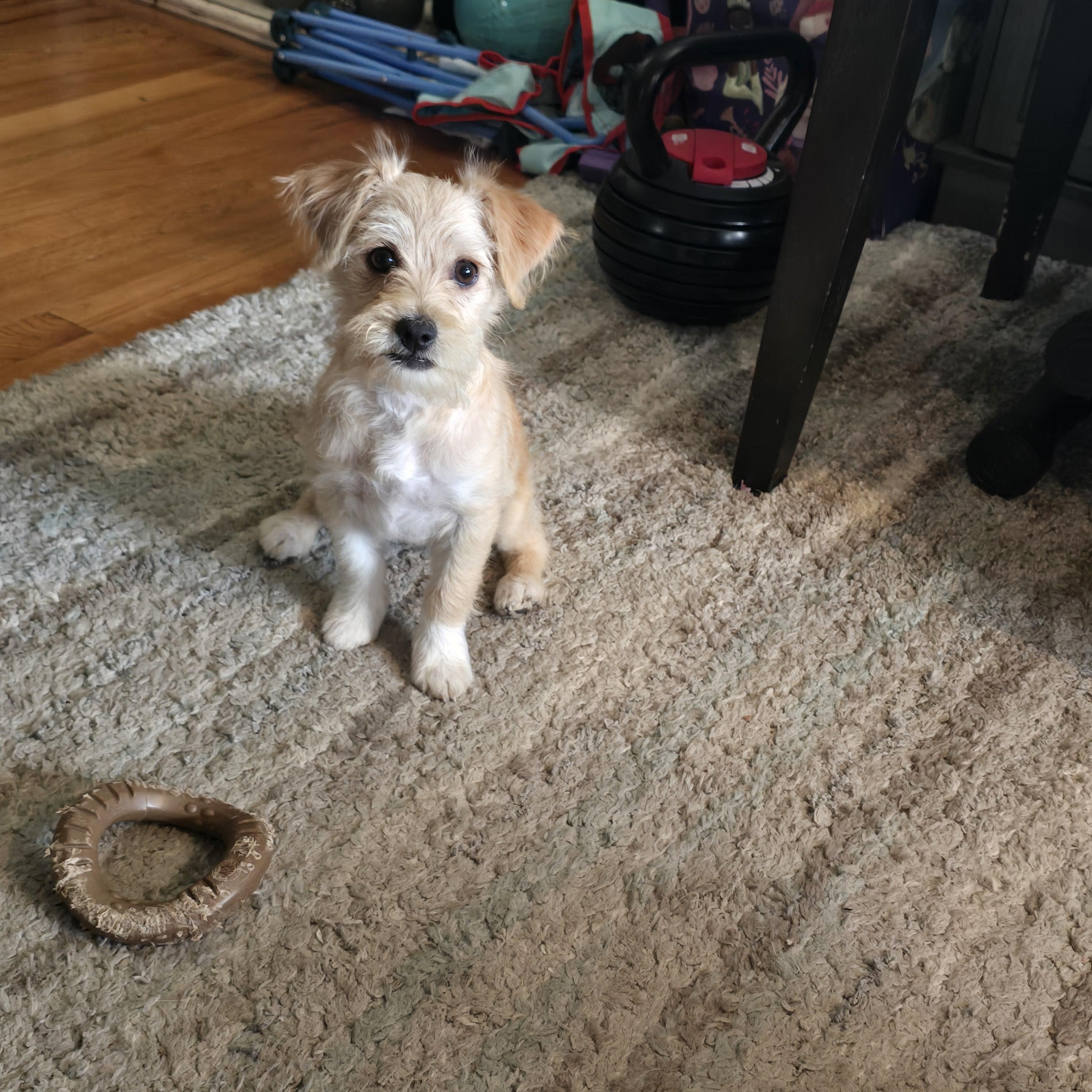 Enlarge Pebbles, a ADOPTABLE mixed breed in Stockton, CA image 1/6