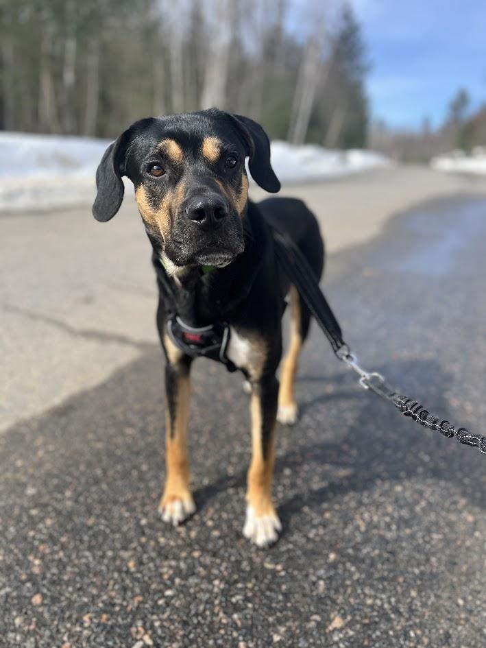Enlarge CHARLIE, a Adopted mixed breed in Parry Sound, ON image 2/3