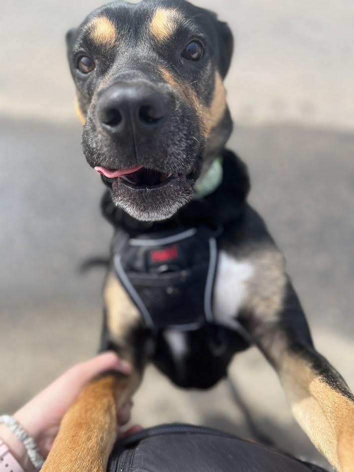 Enlarge CHARLIE, a Adopted mixed breed in Parry Sound, ON image 3/3