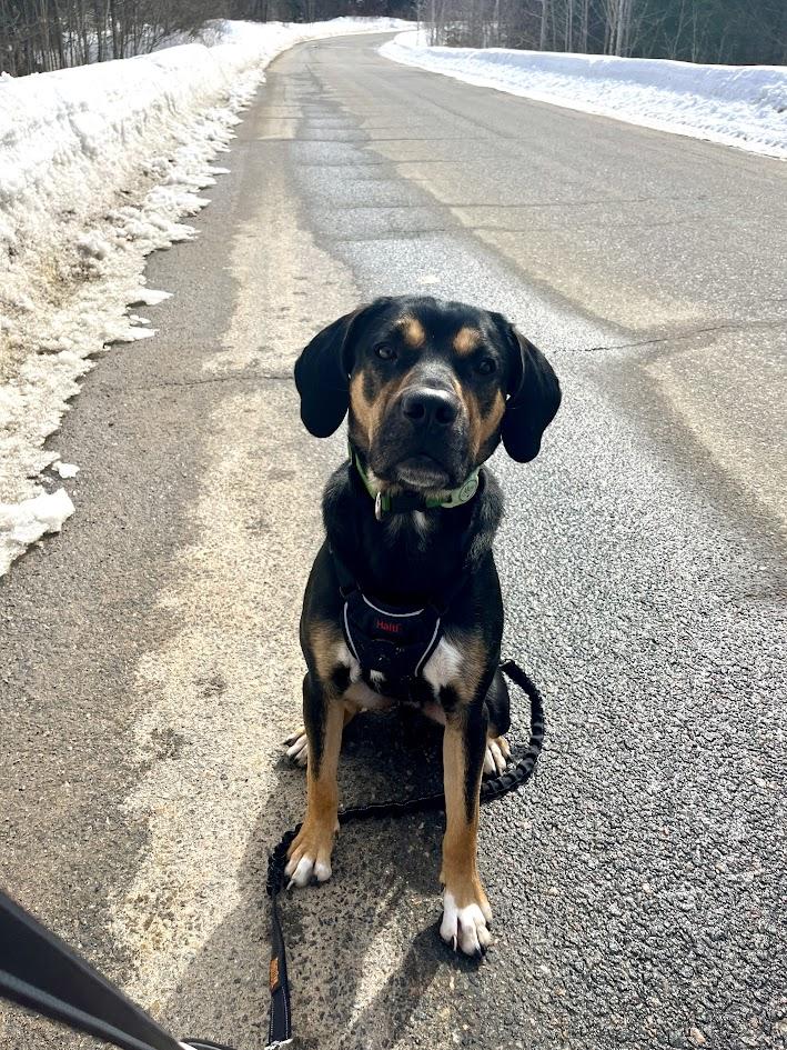 CHARLIE, Adopted, Young Male Black and Tan Coonhound & Labrador Retriever.