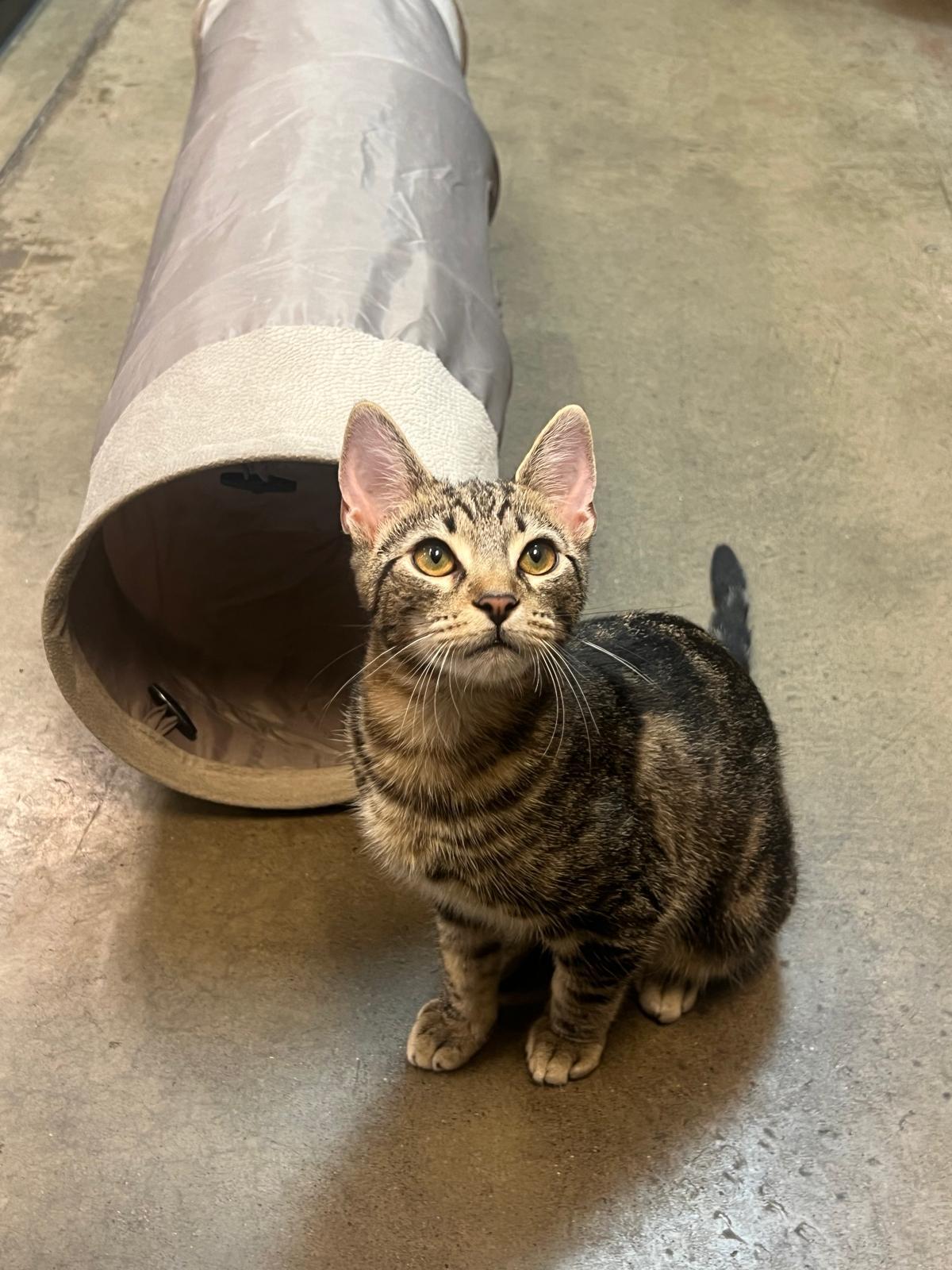 Cooper, Adoptable, Kitten Male Tabby.