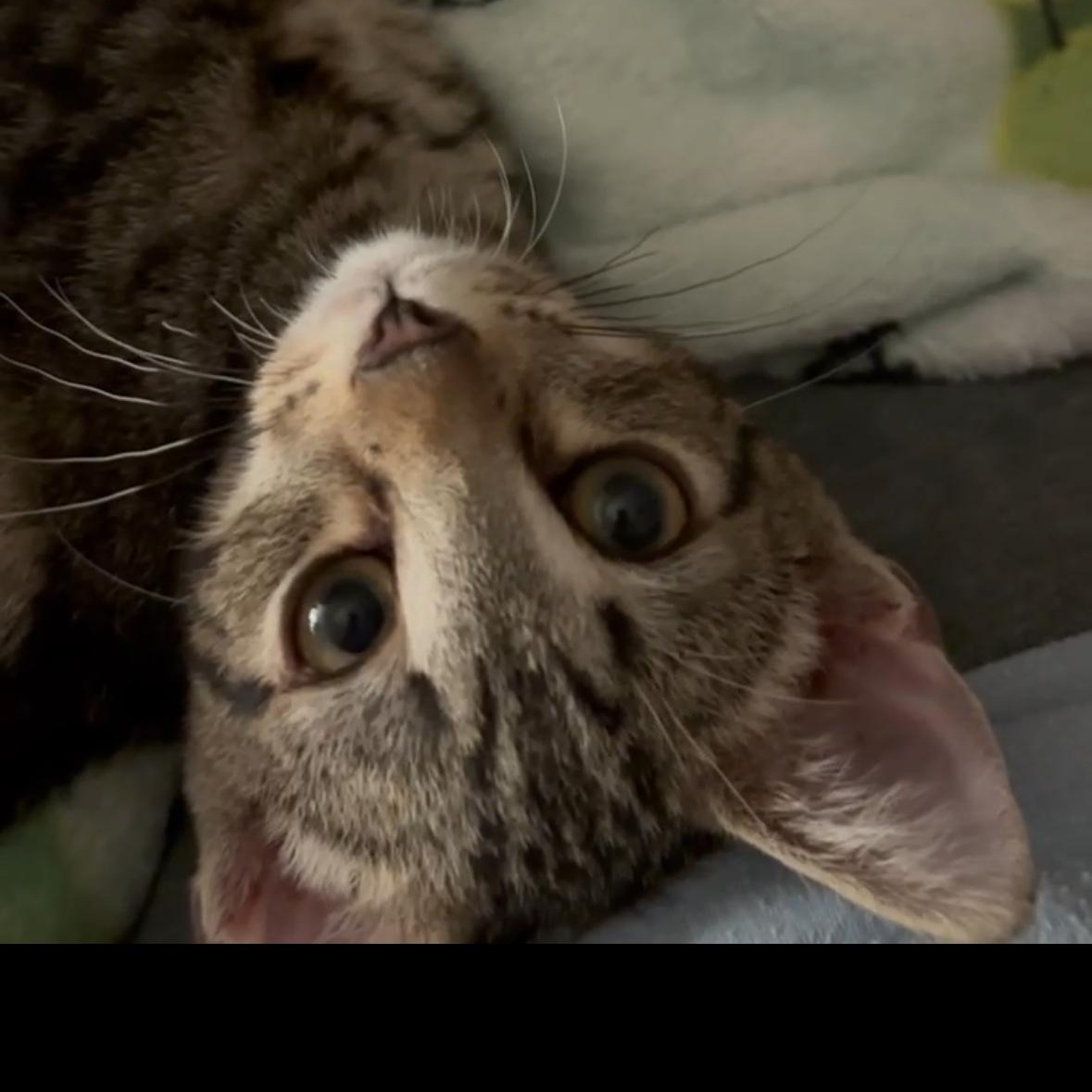 Enlarge Cooper, a Adoptable Tabby in Woodinville, WA image 3/6