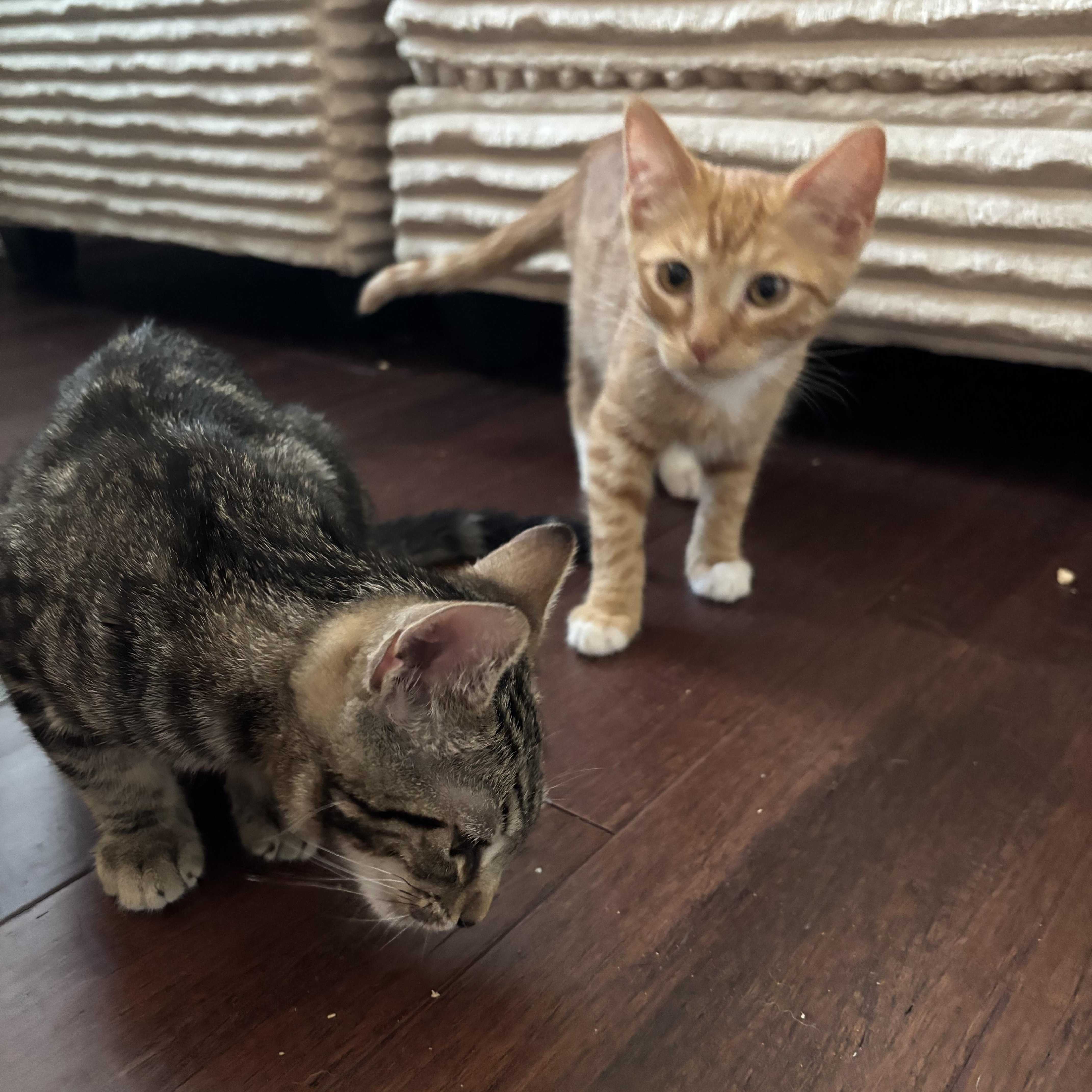 Enlarge Cooper, a Adoptable Tabby in Woodinville, WA image 4/6