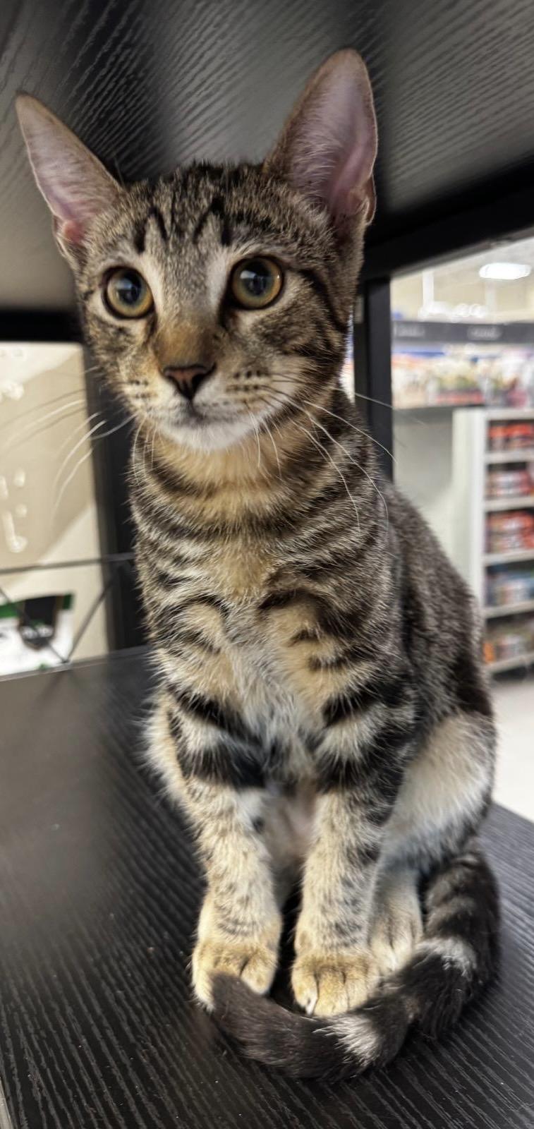 Enlarge Cooper, a Adoptable Tabby in Woodinville, WA image 2/6