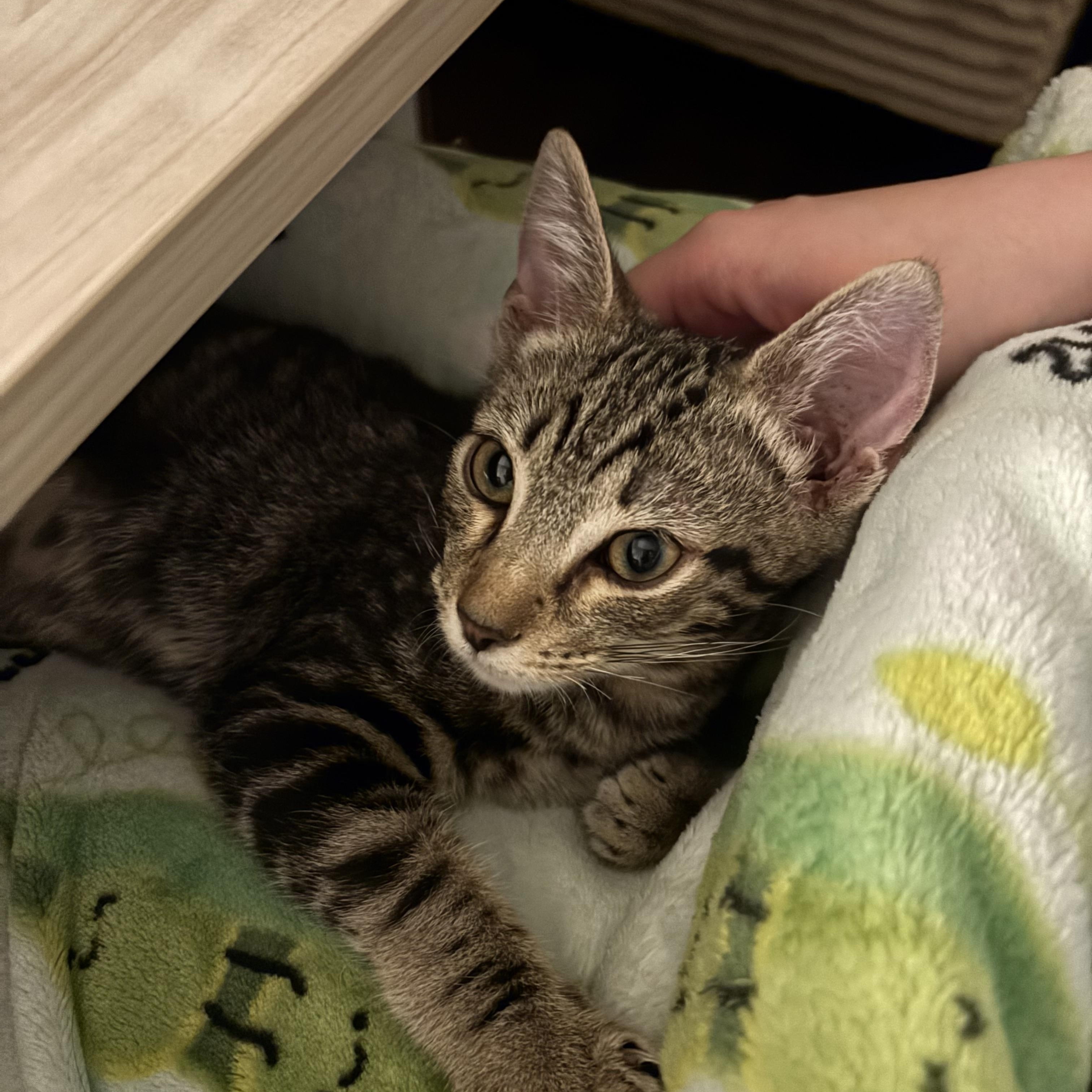 Enlarge Cooper, a Adoptable Tabby in Woodinville, WA image 5/6