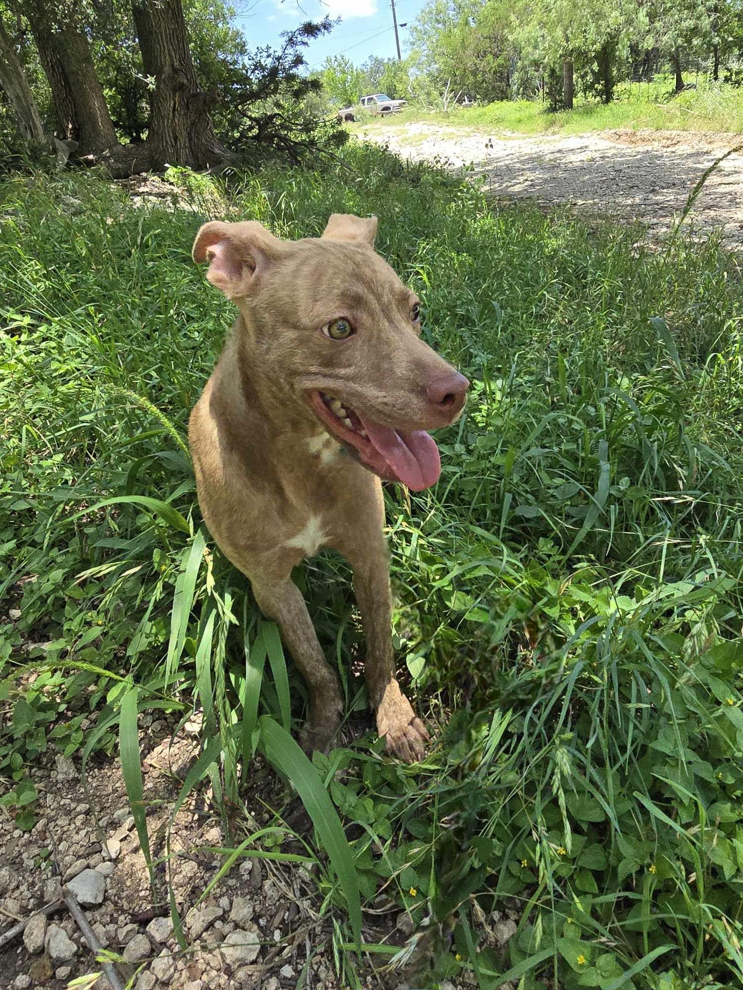 Sawyer, an adoptable Mixed Breed in BUTTE, MT, 59701 | Photo Image 2
