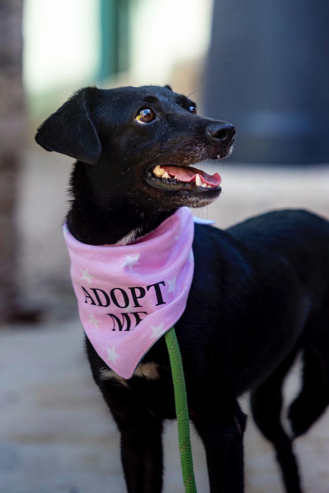 Enlarge Jaida, a ADOPTABLE mixed breed in New York, NY image 3/6
