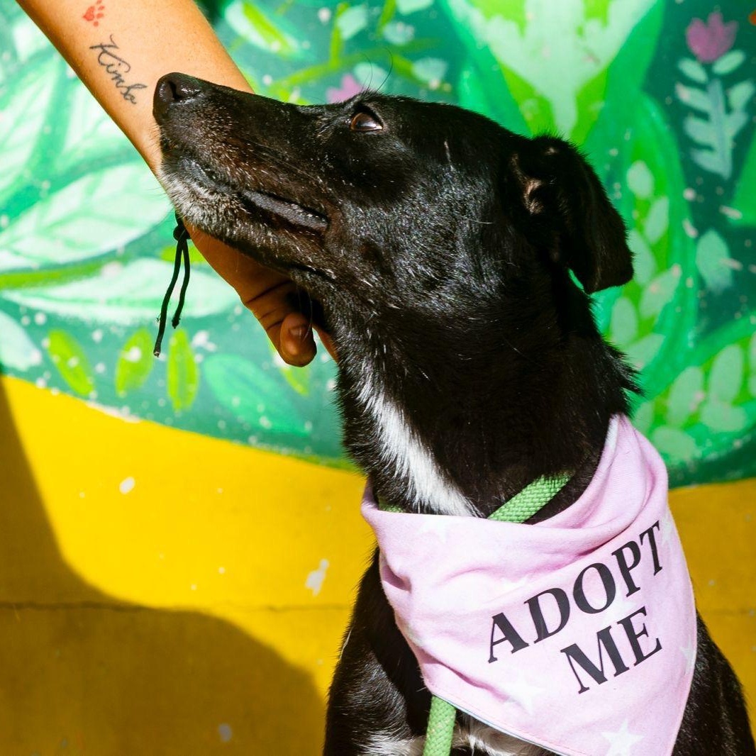 Enlarge Jaida, a ADOPTABLE mixed breed in New York, NY image 6/6