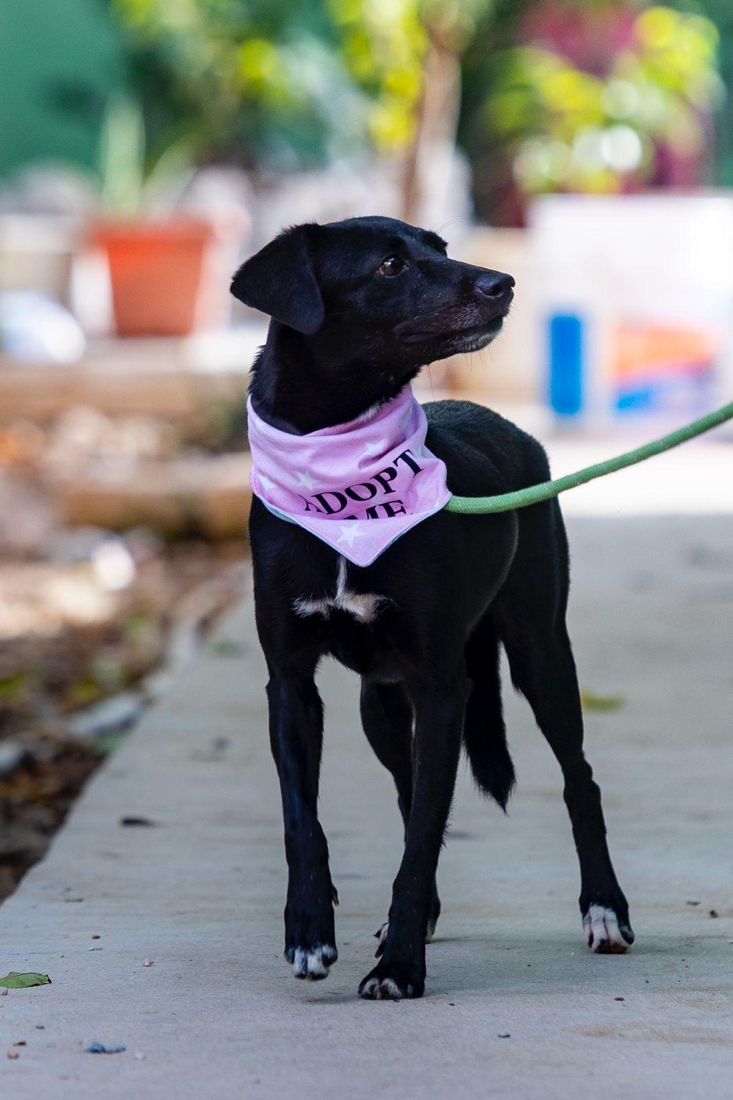 Enlarge Jaida, a ADOPTABLE mixed breed in New York, NY image 4/6