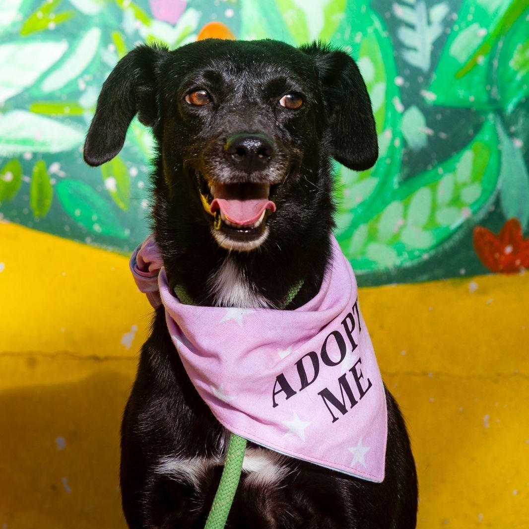 Jaida, ADOPTABLE, Adult Female Whippet & Border Terrier.