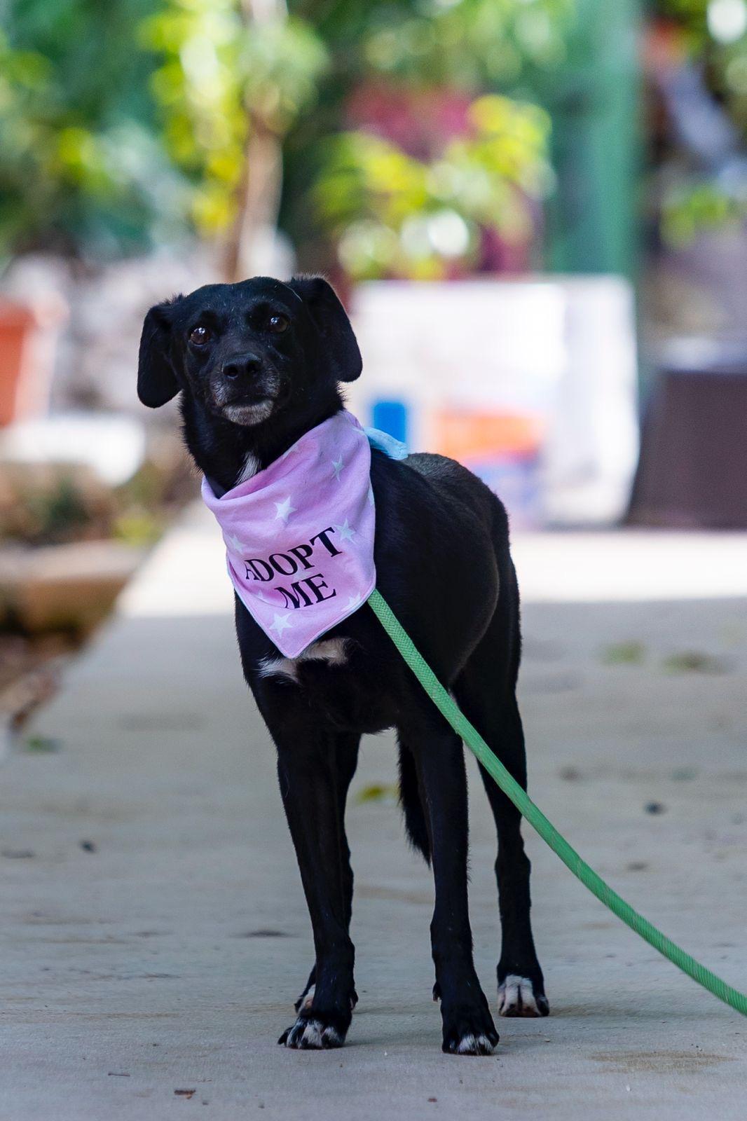 Enlarge Jaida, a ADOPTABLE mixed breed in New York, NY image 5/6