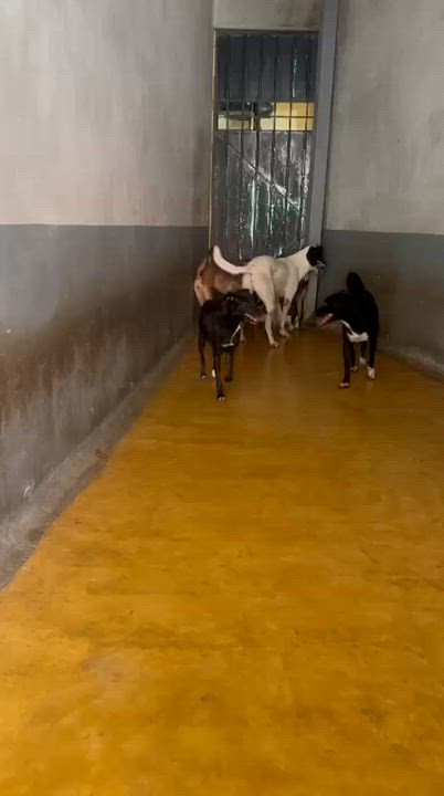 Enlarge Jaida, a ADOPTABLE mixed breed in New York, NY video 2/6