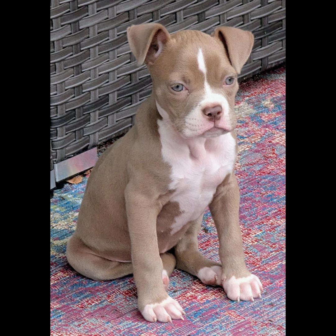 Enlarge Frankie, a Adoptable mixed breed in Midlothian, VA image 3/6