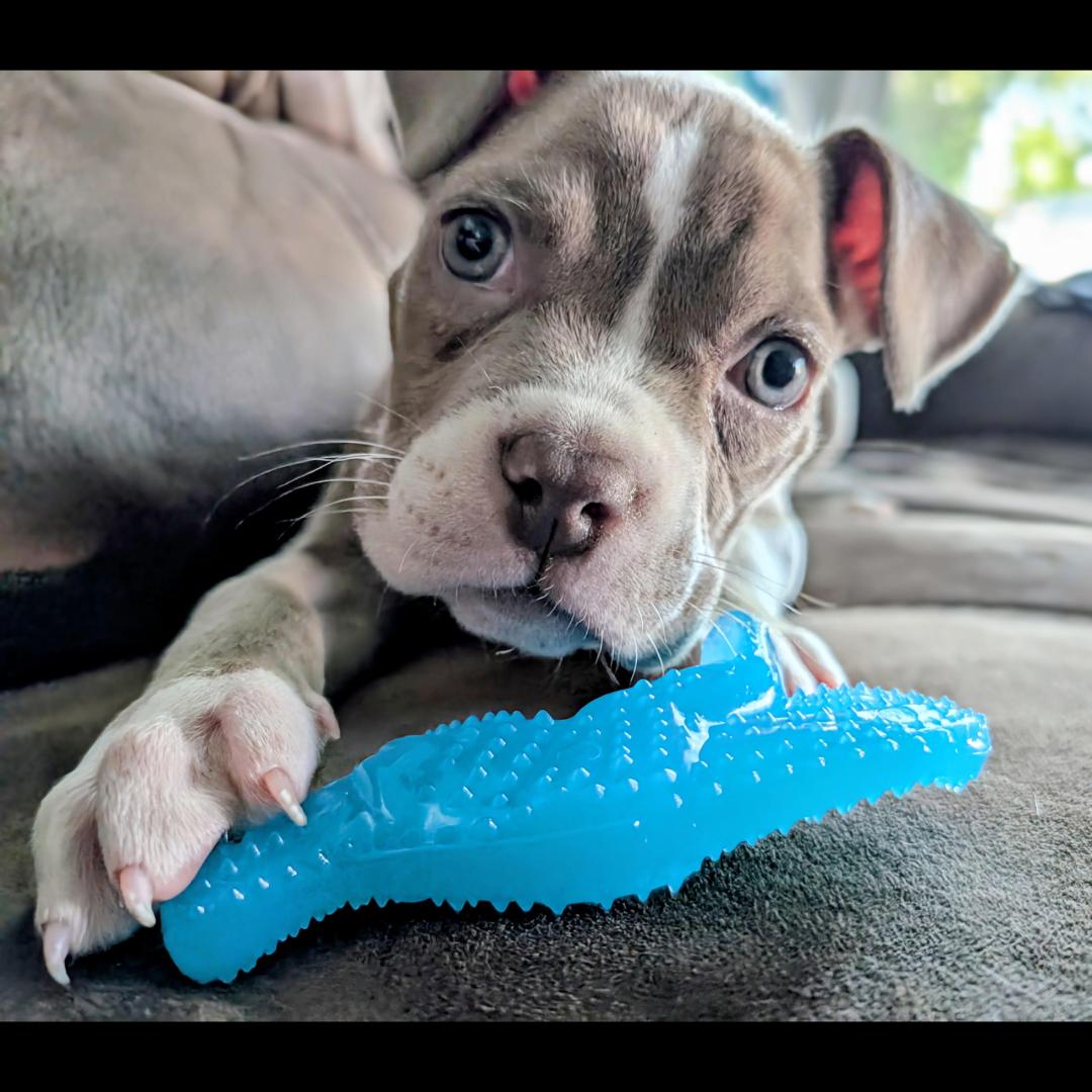 Frankie, Adoptable, Puppy Female Boxer & Pit Bull Terrier.